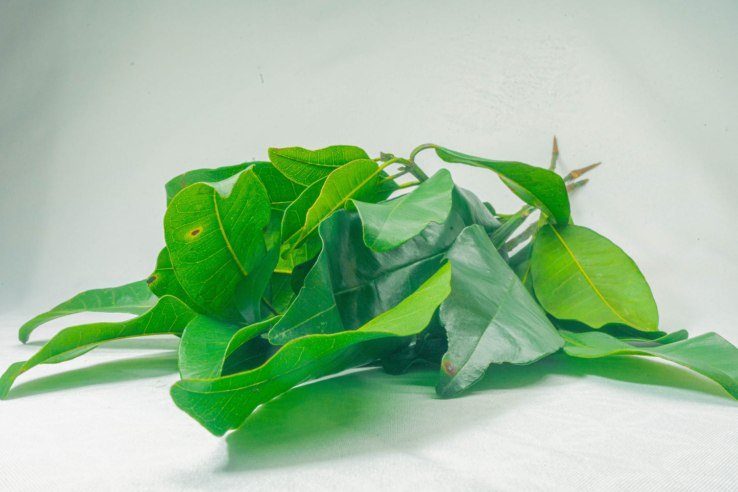 Hoja de Pimienta Verde