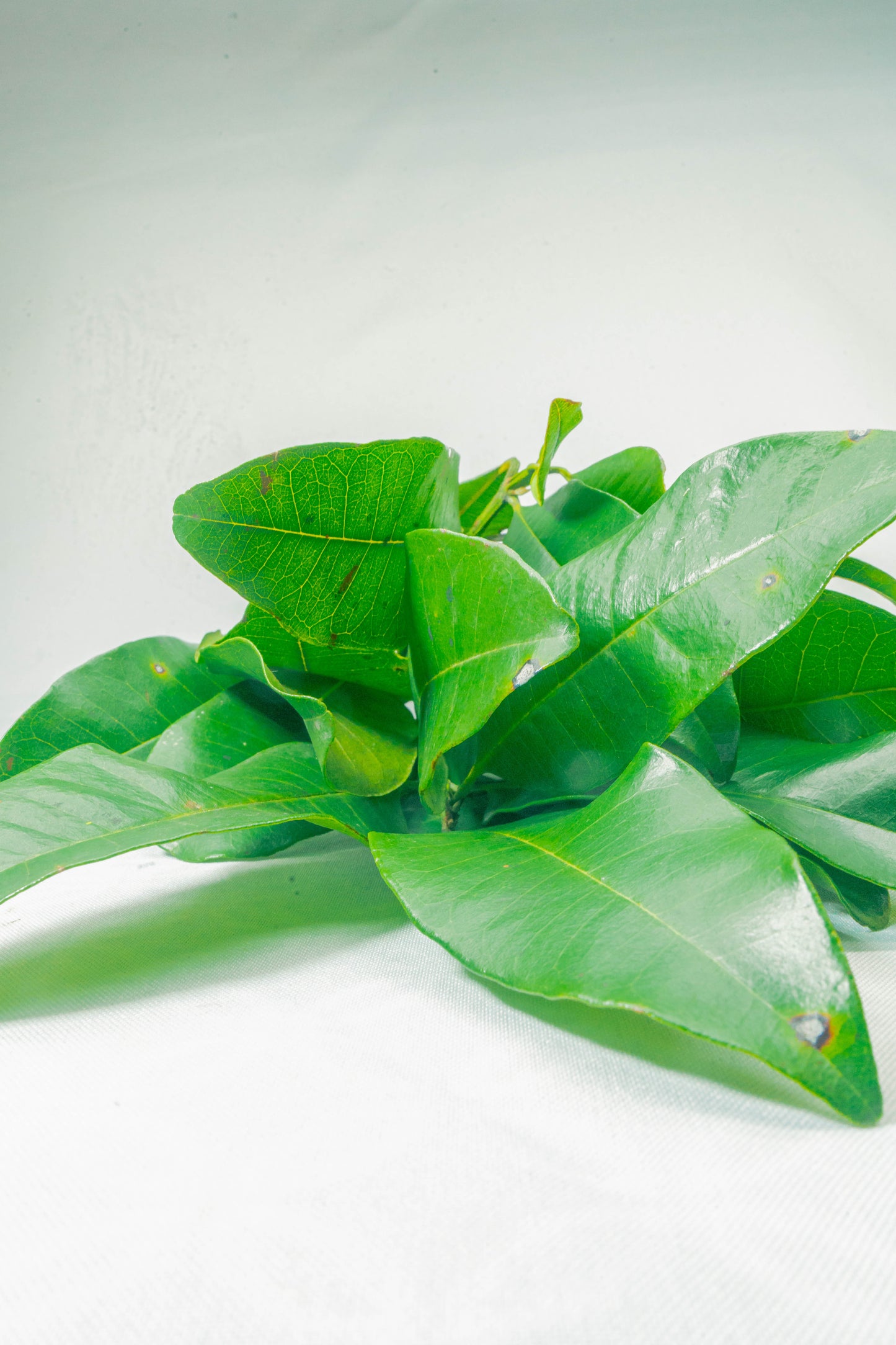 Hoja de Pimienta Verde