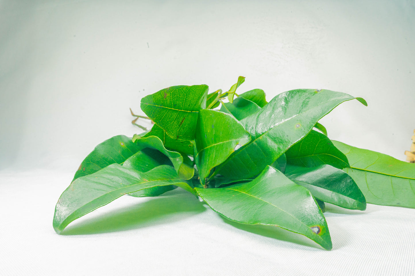 Hoja de Pimienta Verde