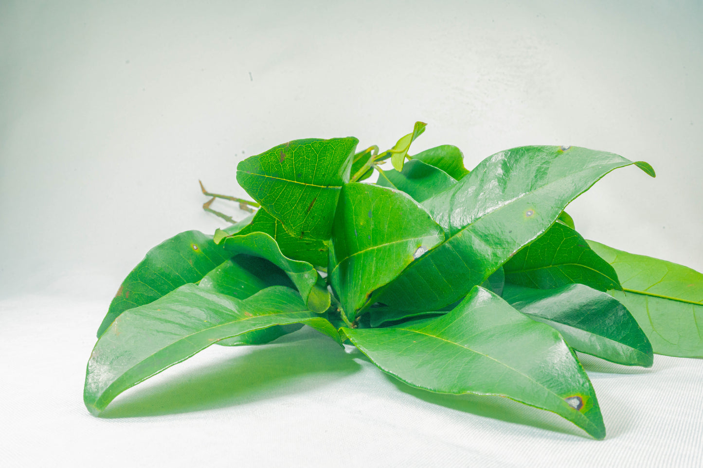 Hoja de Pimienta Verde